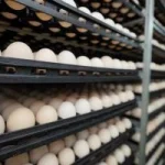 Експорт яєць з України зріс на 20%: головні ринки збуту