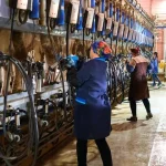 Ферма на Сумщині: тисяча корів працюють попри обстріли